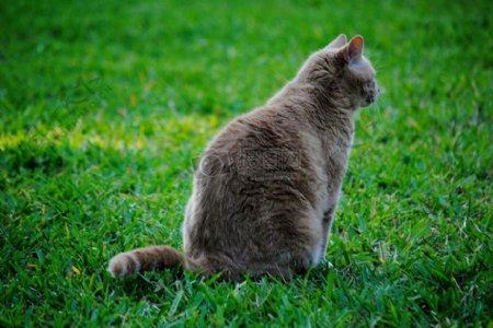 坐在草地上的小猫