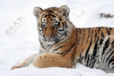 趴在雪地里的老虎