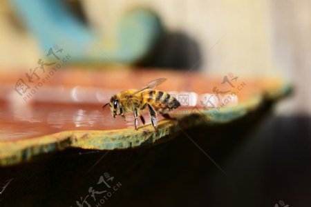 辛勤的小蜜蜂