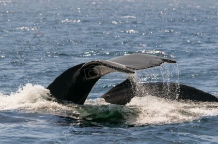 拍打着水面的鲸鱼