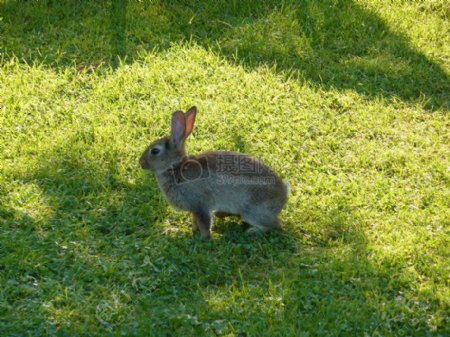在草地准备捕食的兔子