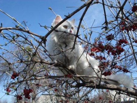 站在树枝上的猫咪