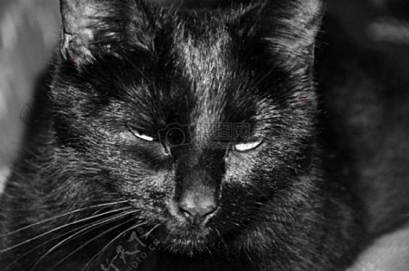黑色的小猫咪