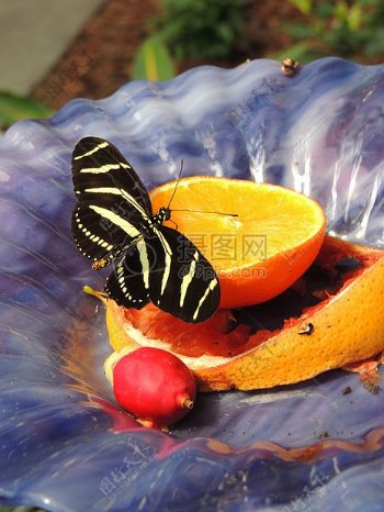 在橙子旁的蝴蝶