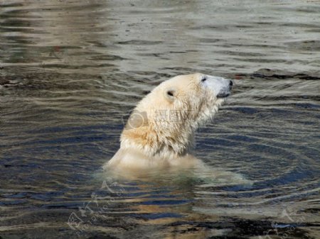 在水面上玩耍的熊