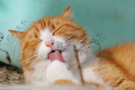 伸出舌头的猫咪