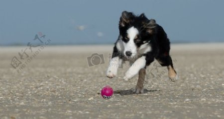 海滩上玩耍的狗狗