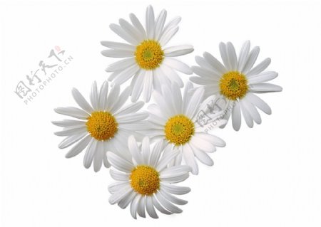 花朵抠图白底图小雏菊白色花朵