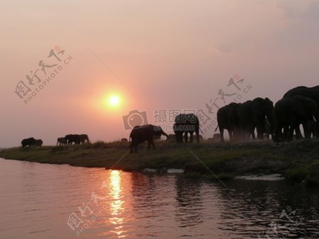 行走在夕阳下的大象