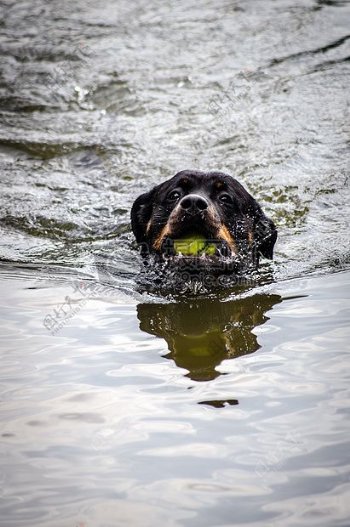 正在游泳的狗