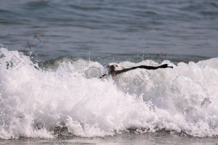 海浪中叼着木棒的狗