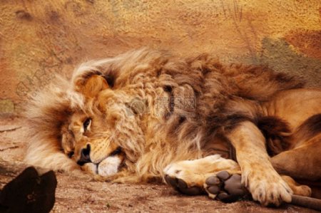 躺在地上的狮子