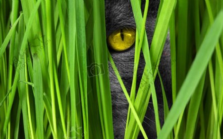 绿色草丛中的猫眼睛