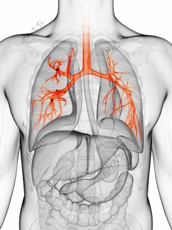 肺器官与肠胃器官图片