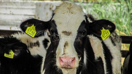 耳朵上带标签的牛