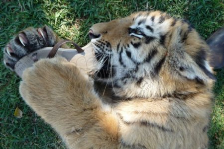 躺在草地上的老虎