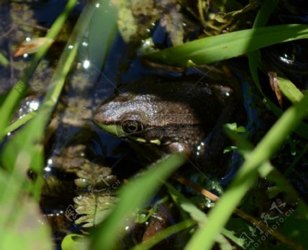 水池中的青蛙