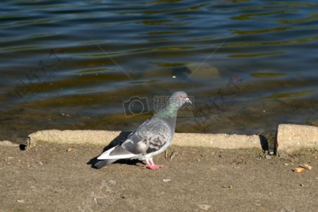 池塘边的鸽子