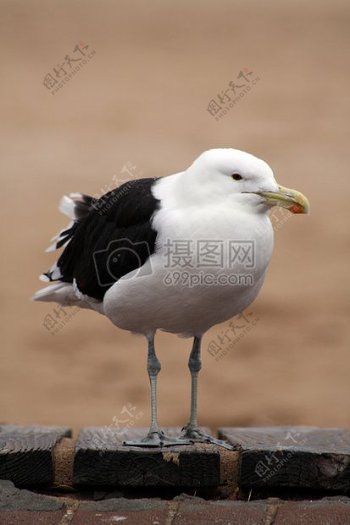 站立的白色海鸥