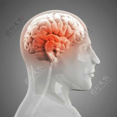 人体左脑X光图片
