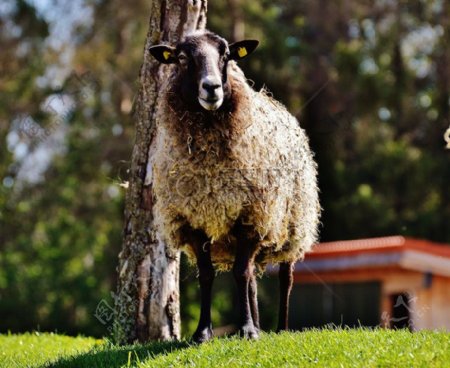 站在草坪上的绵羊