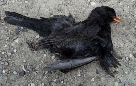死去的黑色乌鸦