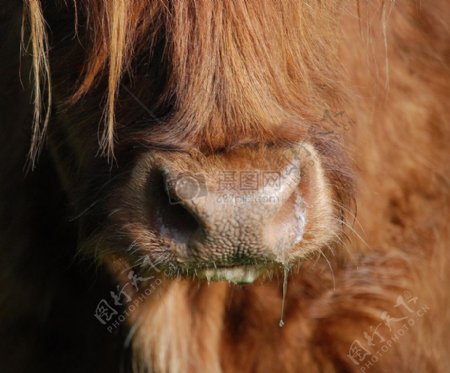 流鼻涕的苏格兰高地牛