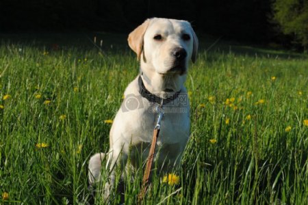 草丛中的白色狗狗
