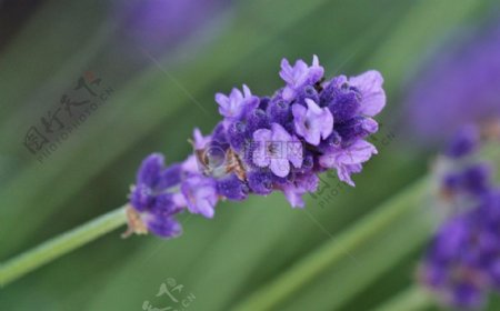 开在田间的紫色小花