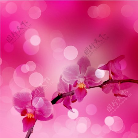 唯美粉色兰花吊顶图案