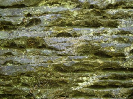 覆满藻类的岩石