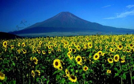 日本富士山花卉风景图片