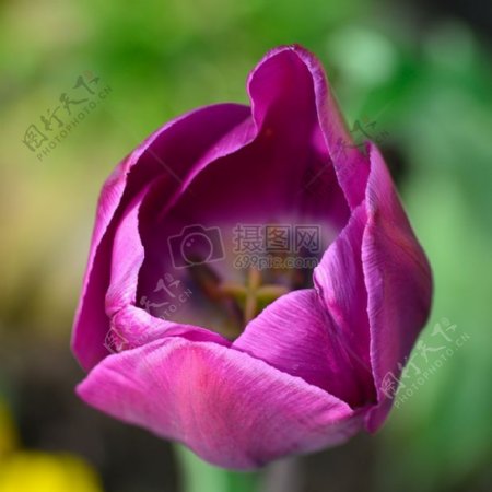 鲜花紫色花园花瓣花卉植物特写花卉郁金香