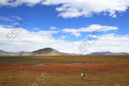 西藏嘎玛沟风景