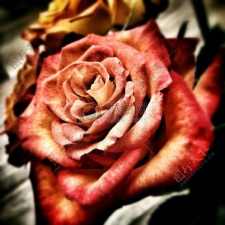 具有浪漫感情的玫瑰