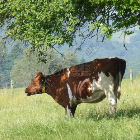 草地上的一肥牛