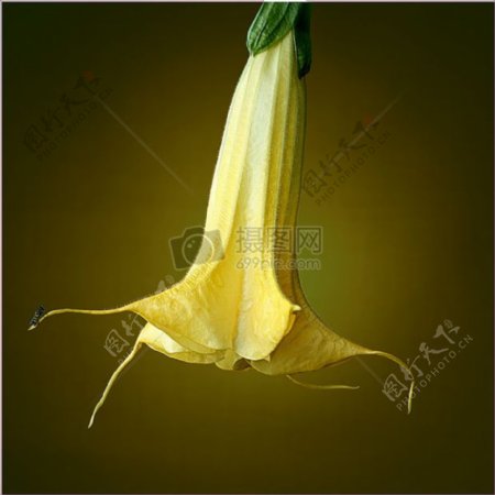 Brugmansia