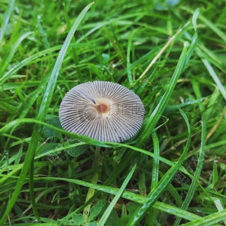 绿草丛中的蘑菇