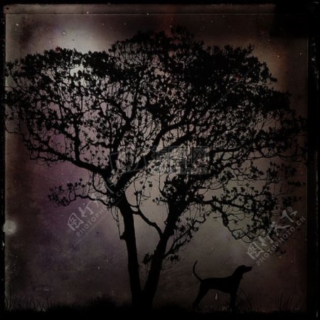 月光夜景观自然树狗黑黑暗神秘