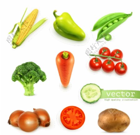 10款新鲜蔬菜设计矢量素材