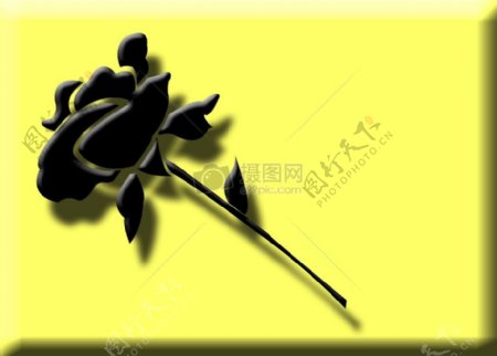 黄色背景的黑色玫瑰