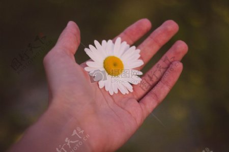 手中的白色花朵