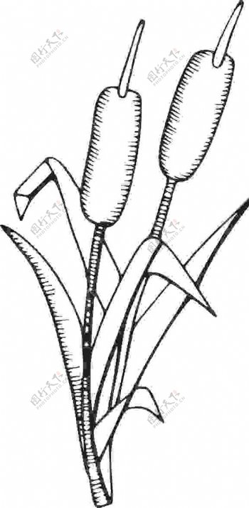 植物矢量图手绘卡通雕刻