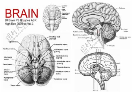 20种人体大脑大脑解剖图PS医学笔刷下载