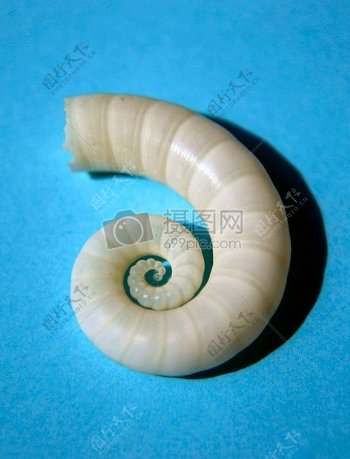 螺旋式的蜗牛