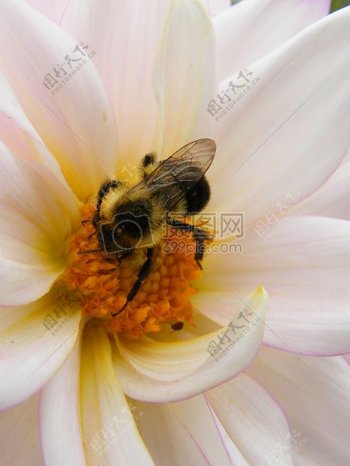 自然花蜜蜂大黄蜂特写镜头波伦
