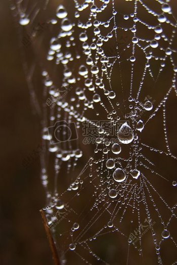 夜晚下的蜘蛛网