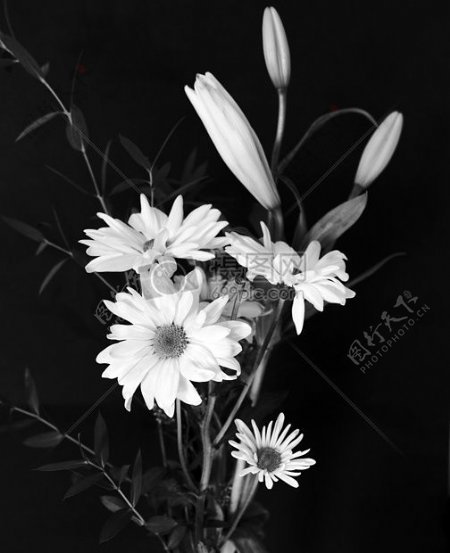 百合和菊花