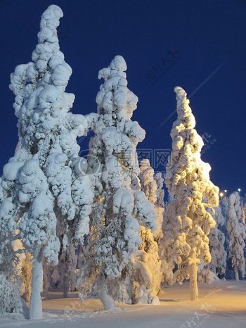 冰雪覆盖的树木