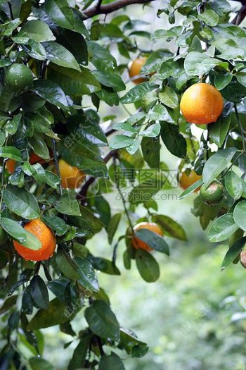 树枝上成熟的橘子